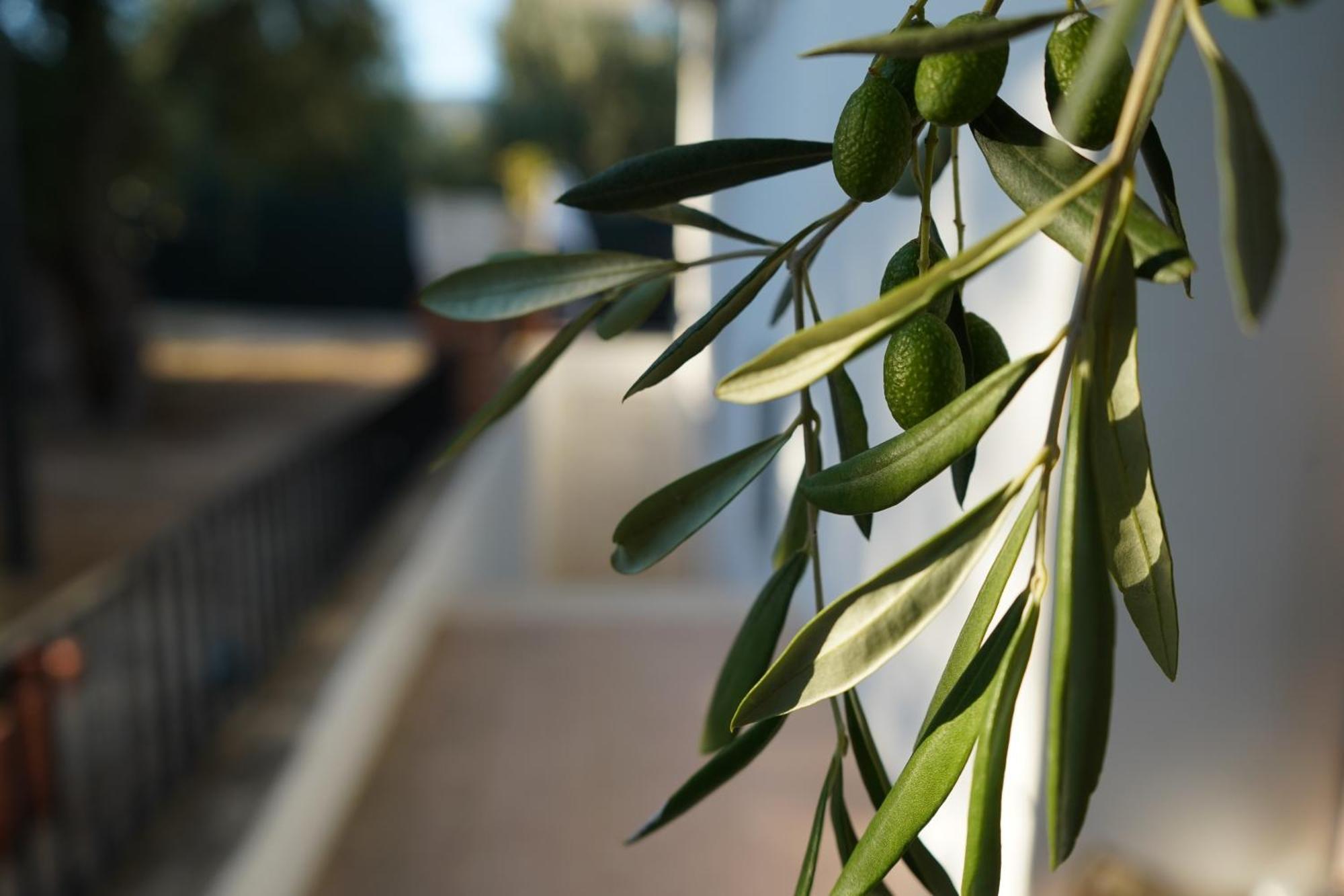 Olive&Sea Villa-Olive Mattinata Ngoại thất bức ảnh